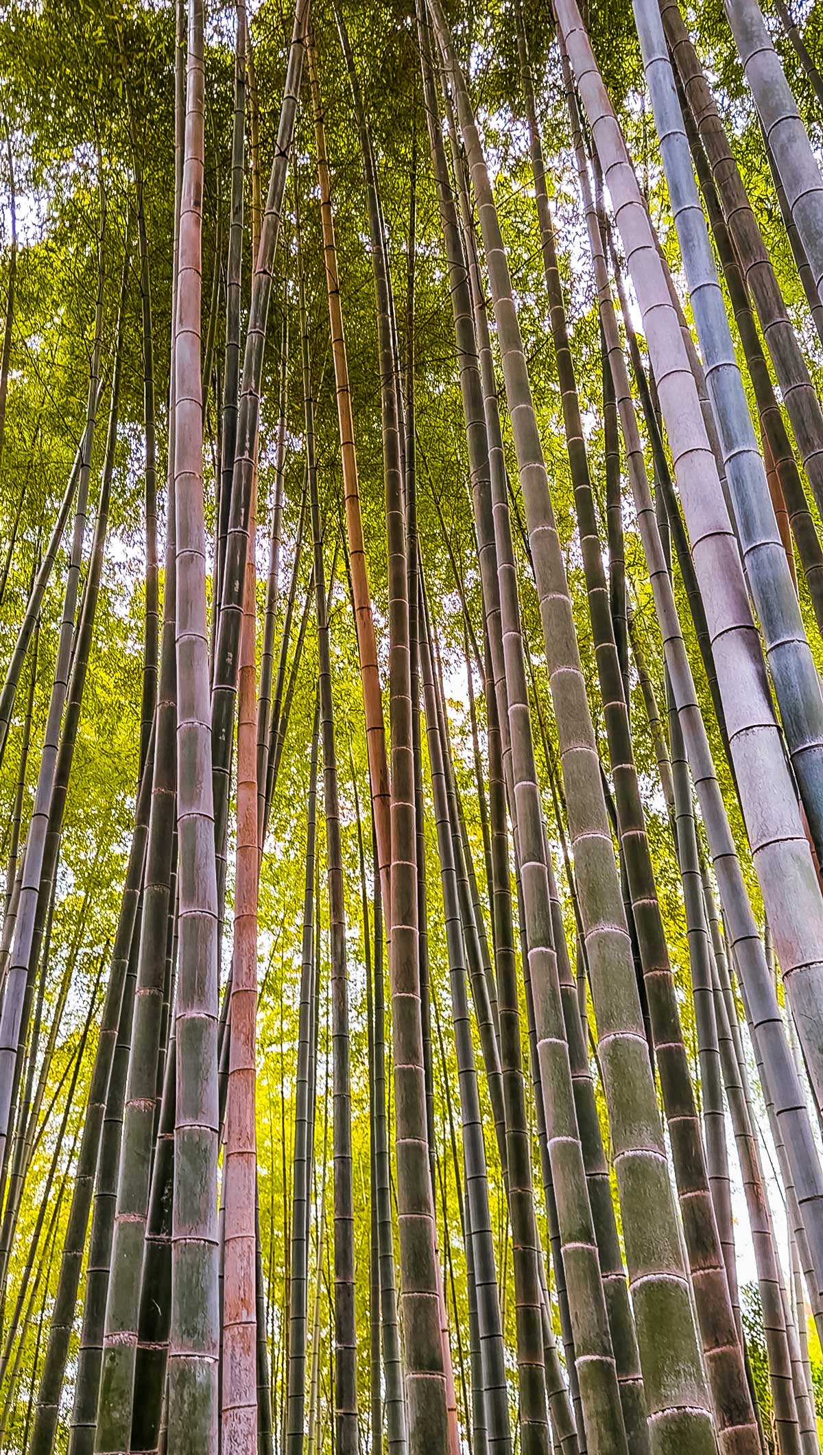 Secret Kyoto Bamboo Forest Without Crowds: Visit Kodai-ji Temple & Skip Arashiyama 1 Kodai-ji-Temple-bamboo
