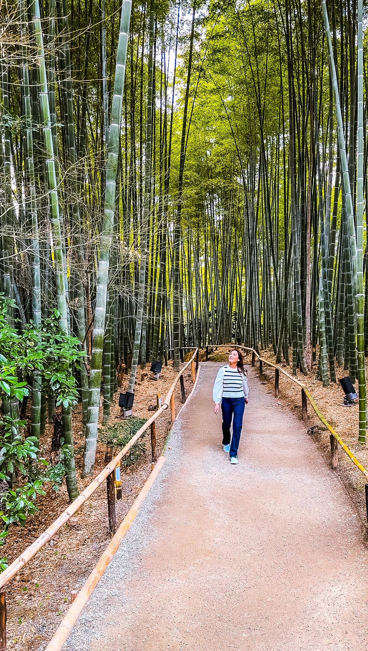 Secret Kyoto Bamboo Forest Without Crowds: Visit Kodai-ji Temple