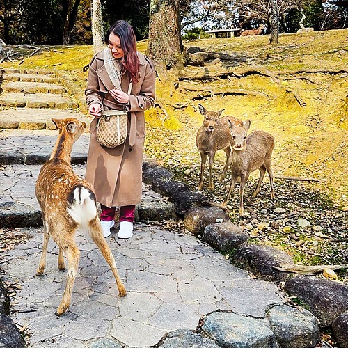 Nara Deer Tips: How to Interact Safely and Have the Best Experience 16 Nara Deer Tips: How to Interact Safely and Have the Best Experience