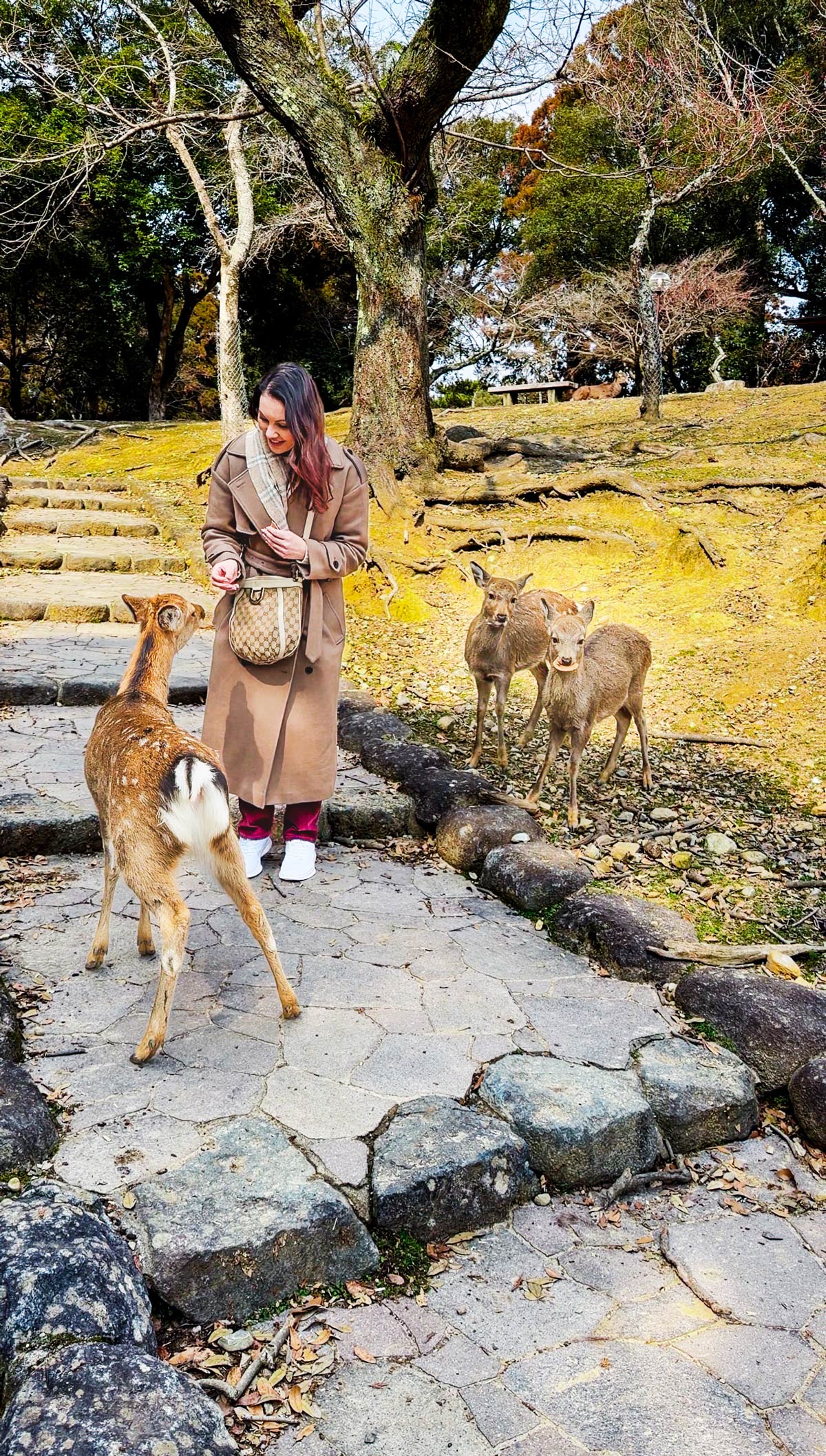 Tourist feeding the Nara deer in Japan