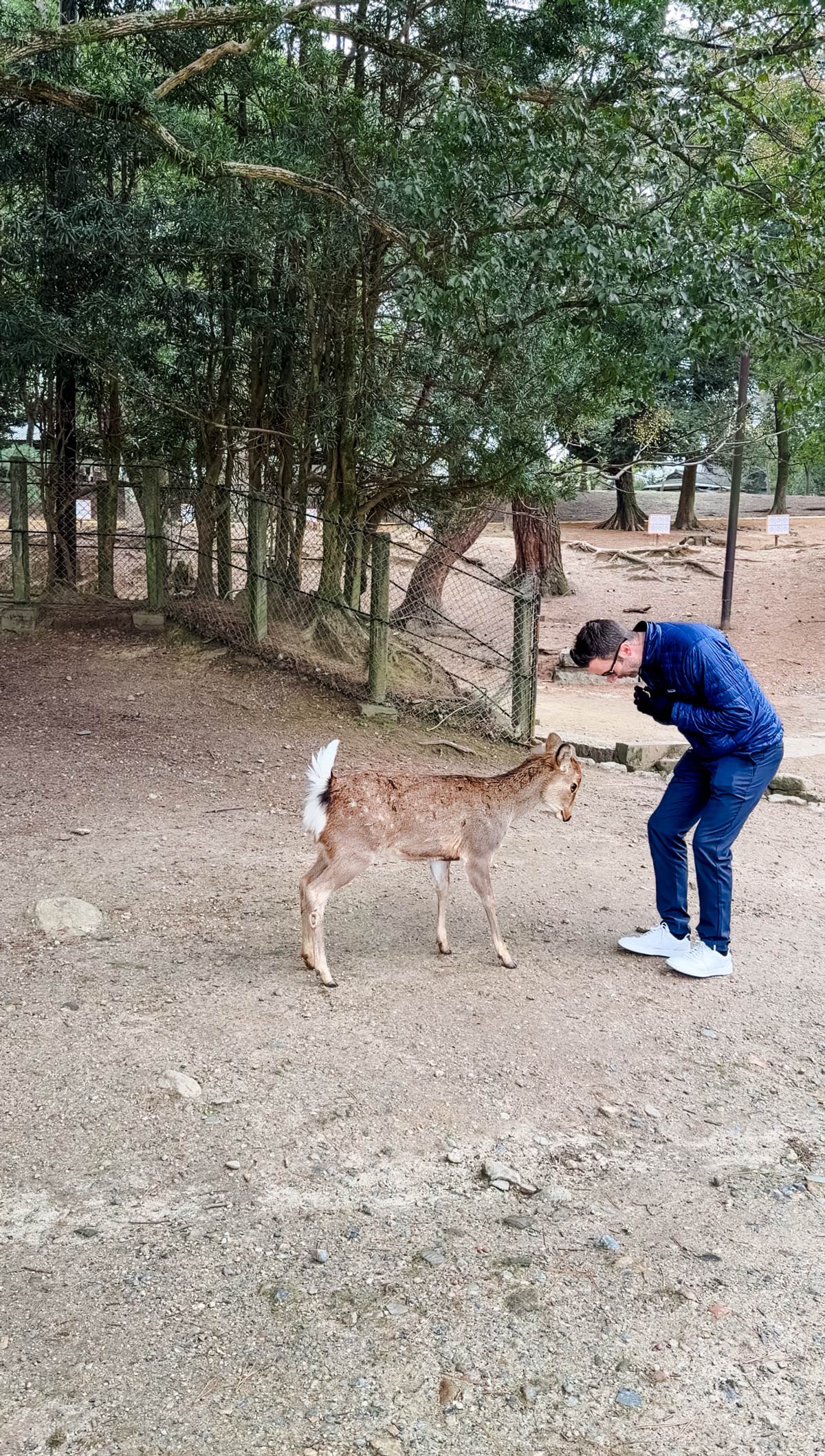 Nara Deer Tips: How to Interact Safely and Have the Best Experience 5 Sika deer bowing for crackers in Nara Park