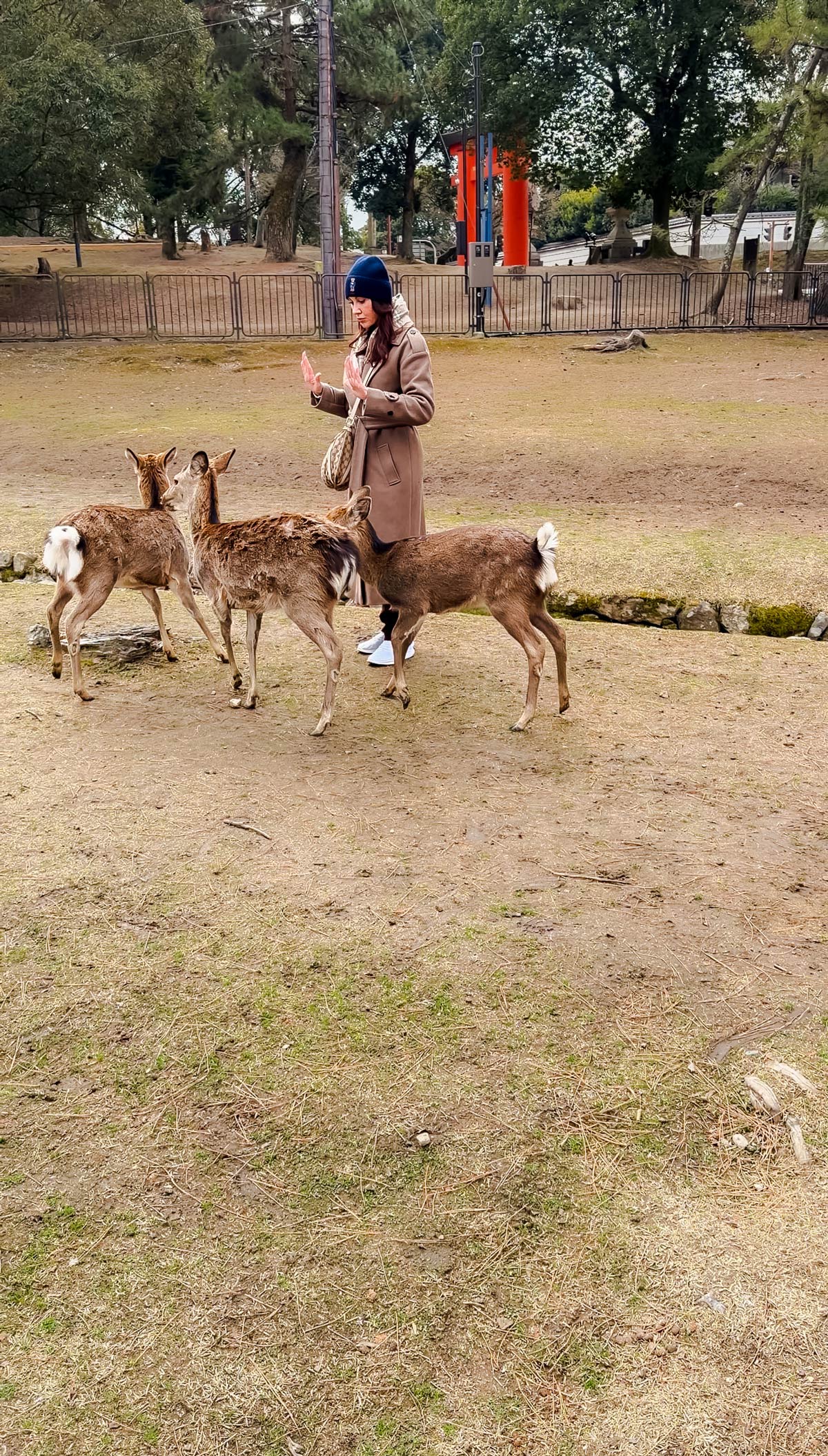 Nara Deer Tips: How to Interact Safely and Have the Best Experience 3 Tourist using Nara deer etiquette